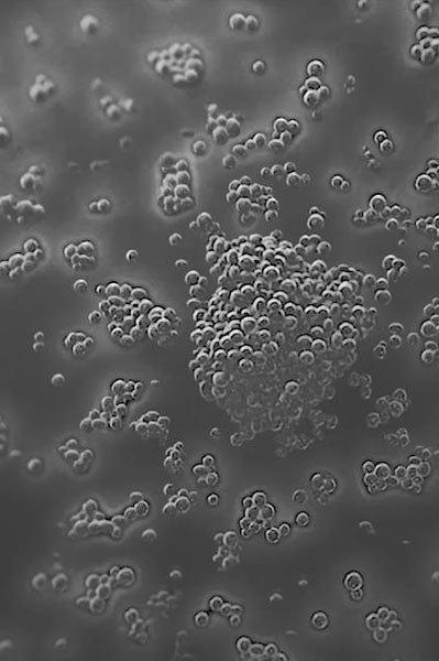laroche posay landingsside mikrobiom videnskab bakterier1