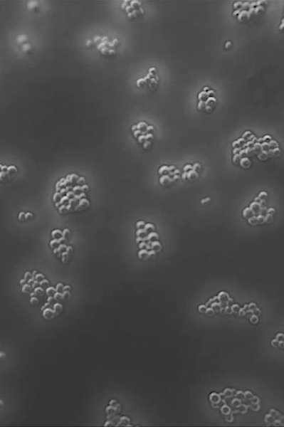 laroche posay landingsside mikrobiom videnskab bakterier2
